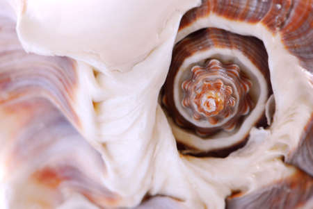 Extreme macro image of a seashell fragmentの写真素材