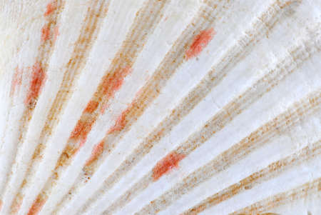 Background of a seashell surface extreme macro imageの写真素材