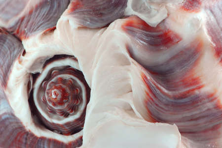 Extreme macro image of a seashell fragmentの写真素材