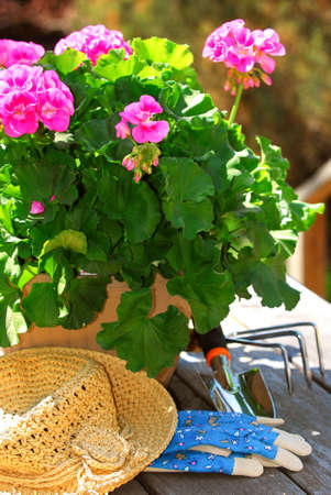 Pot of geraniums flowers with gardening toolsの写真素材