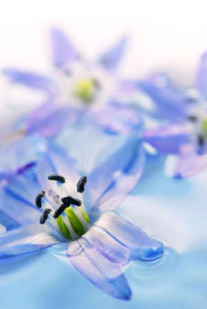 Extreme macro image of blue flowers floating in waterの写真素材