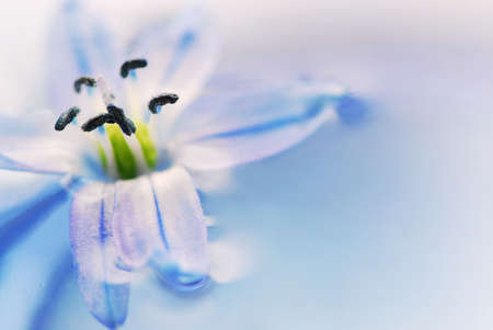 Extreme macro image of a blue flower floating in waterの写真素材