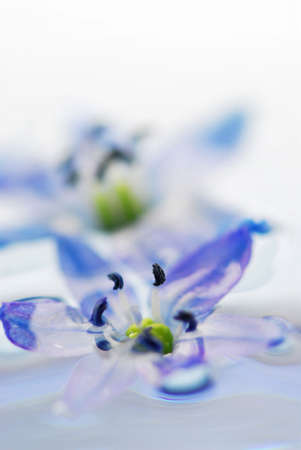 Extreme macro image of blue flowers floating in waterの写真素材