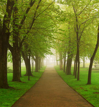 Path in a green foggy park in the springの写真素材