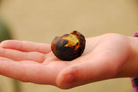 Child's hand holding a peeled roasted chestnutの写真素材