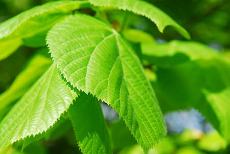Closeup on fresh new green spring leaves