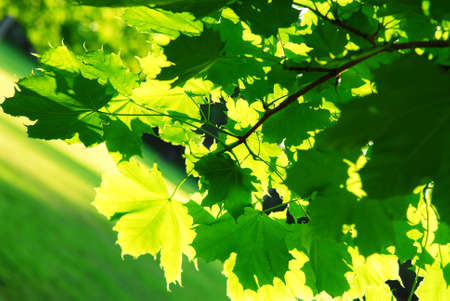 Background of green maple leaves backlit by afternoon sunの写真素材