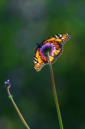 Monarch butterfly sitting on a flower backlit by sunlight