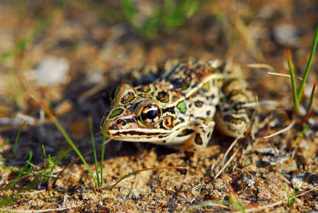 Little spotted frog in it's natural habitatの写真素材