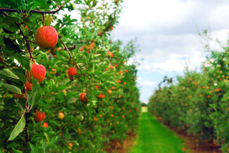 Apple orchard with red ripe apples on the treesの写真素材
