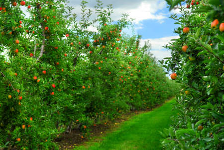 Apple orchard with red ripe apples on the trees under blue skyの写真素材