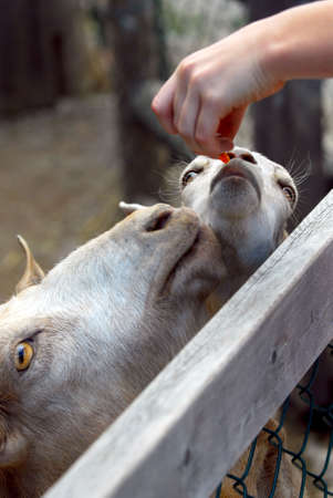 A child feeding goats at the petting zooの写真素材
