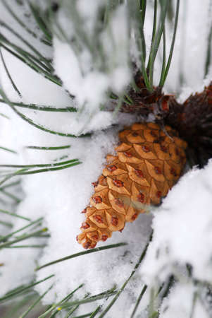 Branch of a winter pine tree with a coneの写真素材
