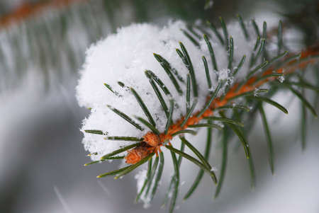 Branch of a winter spruce tree covered with fluffy snowの写真素材