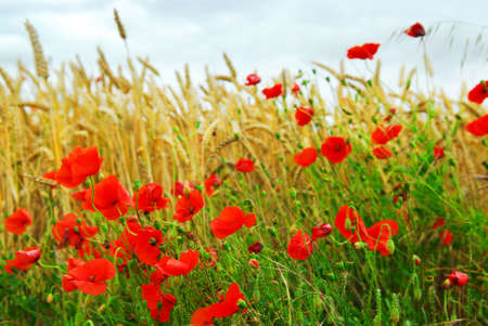 Red poppies growing in a rye field in Brittany, France.の写真素材