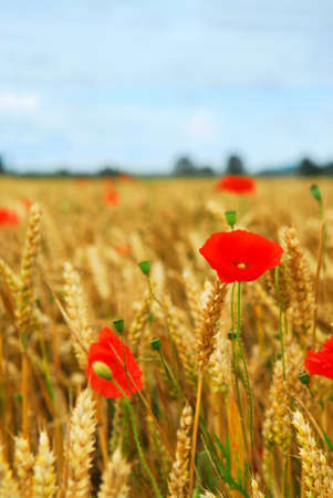 Red poppies growing in rye grain fieldの写真素材
