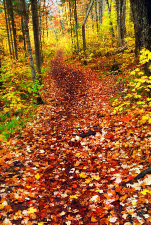 Hiking trail in fall forest covered with colorful leaves. Algonquin provincial park, Canada.