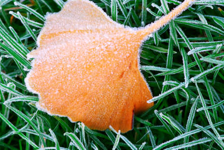 Frosty fallen tree leaf lying on frozen grass on a cold fall morningの写真素材