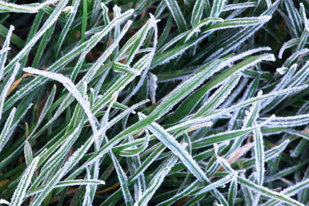 Background of frosty grass blades on a cold fall morningの写真素材