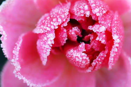 Macro of a pink rose covered by morning frostの写真素材