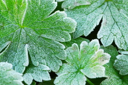 Morning frost on plant leaves in late fallの写真素材