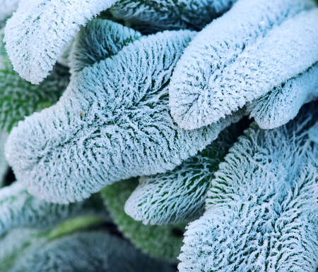 Morning frost on plant leaves in late fallの写真素材