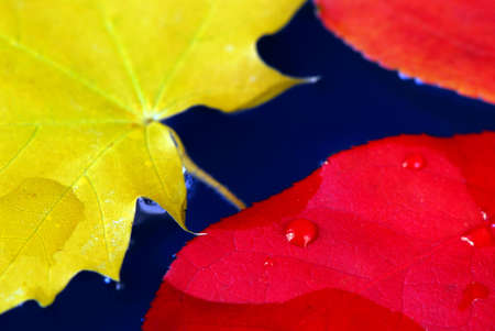Colorful fall leaves floating in blue water