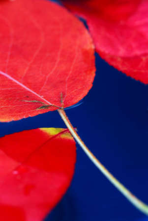 Colorful fall leaves floating in blue water