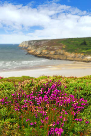 Heather blooming on Atlantic coast in Brittany, Franceの写真素材
