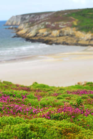 Heather blooming at Atlantic ocean coast in Brittany, Franceの写真素材