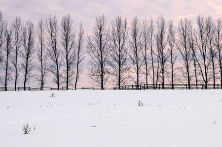 Winter landscape with a row of tall trees at sunsetの写真素材