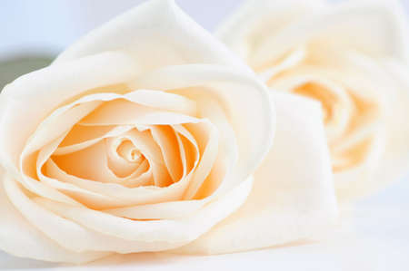 Delicate high key beige roses macro floral backgroundの写真素材