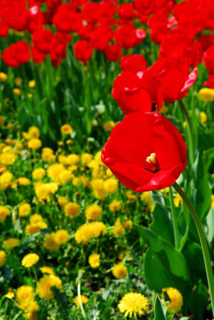 Bright red tulips blooming in a spring gardenの写真素材