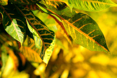 Closeup on green leaves of tropical plant