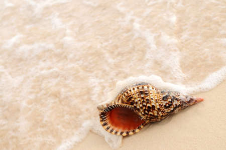 Seashell and ocean wave on sandy tropical beachの写真素材