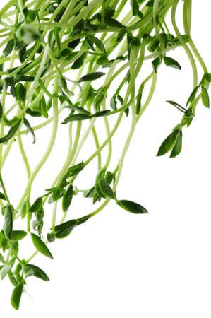 Green young pea sprouts isolated on white backgroundの写真素材