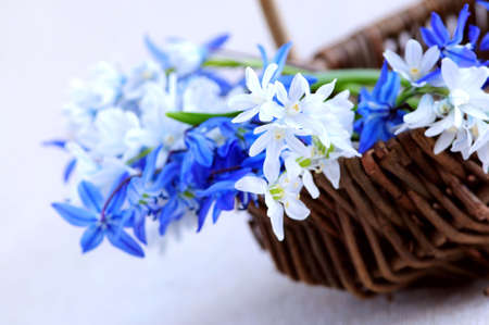 Blue bouquet of first spring flowers closeupの写真素材