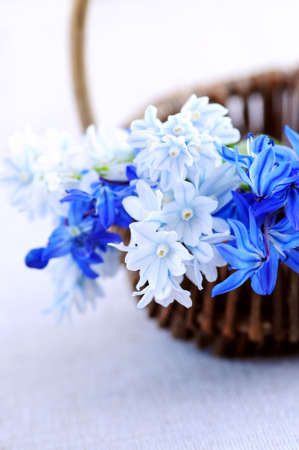 Blue bouquet of first spring flowers in a basket closeupの写真素材