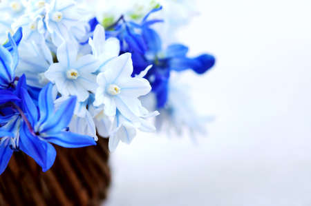 Blue bouquet of first spring flowers in a basket - floral backgroundの写真素材