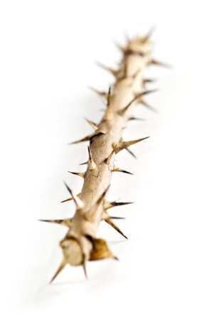 Rose branch with thorns isolated on white backgroundの写真素材