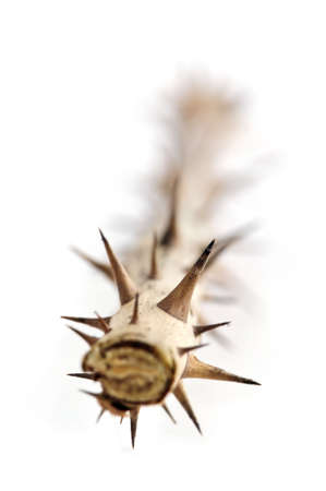 Rose branch with thorns isolated on white backgroundの写真素材