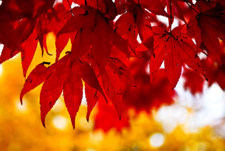 Red fall leaves of japanese maple close upの写真素材