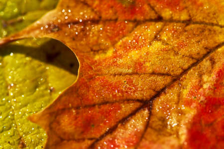 Macro of dewy autumn leaves of bright fall colors