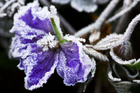 Macro of frosty flower in late fallの写真素材