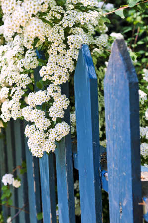 Blue picket fence with flowering bridal wreath shrubの写真素材