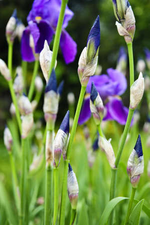 Floral background of purple irises about to bloomの写真素材