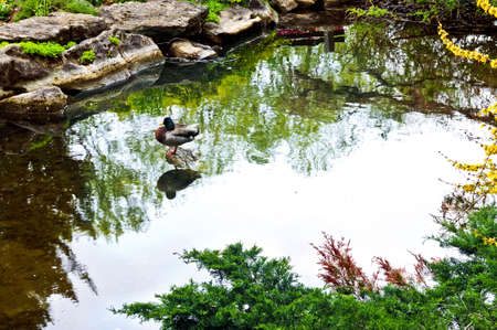 Pond with natural stones in japanese zen gardenの写真素材