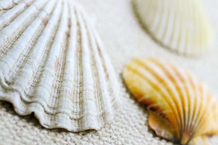 Background of several colorful seashells close upの写真素材