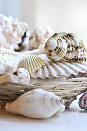Several various seashells in a basket close upの写真素材