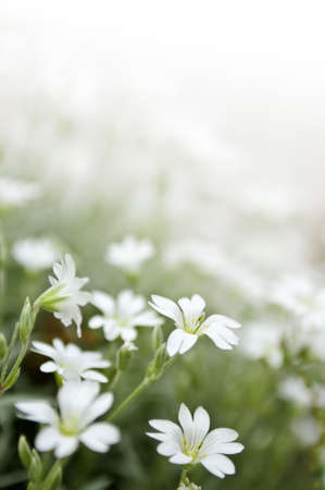 Floral background of cerastium snow-in-summer flowers close upの写真素材